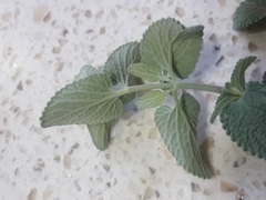 Nepeta × faassenii