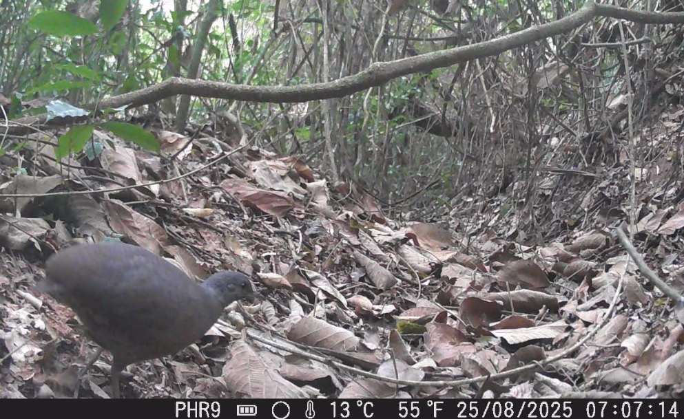 Brown Tinamou (Crypturellus obsoletus), photo 10