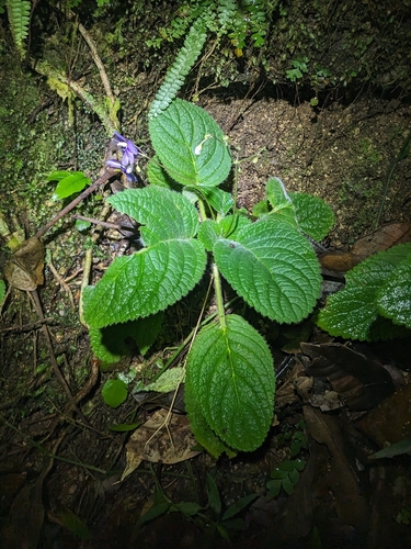 Boea hygroscopica, photograph 3
