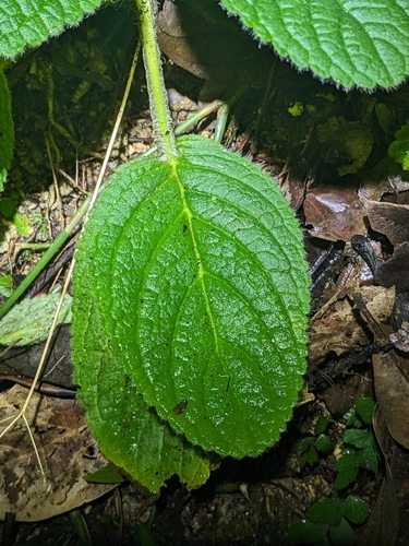 Boea hygroscopica, photograph 4