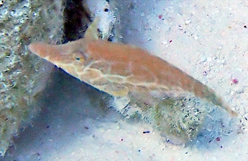 Slender Fiiefish (Monacanthus tuckeri) — Monacanthidae