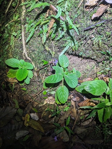 Boea hygroscopica, photograph 5