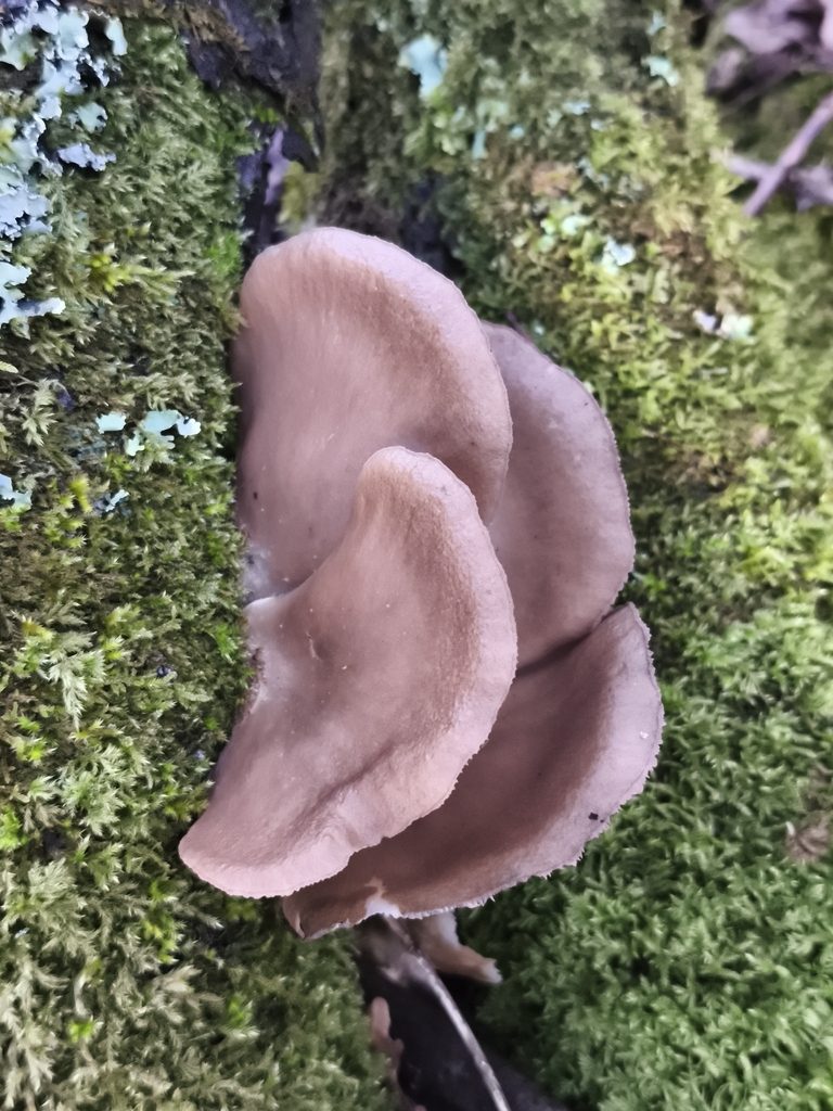 Pleurotus ostreatus · January 2026 · photo: © jose_castro (iNaturalist, CC)