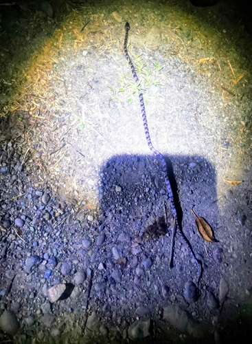 Cloudy Snail-eating Snake