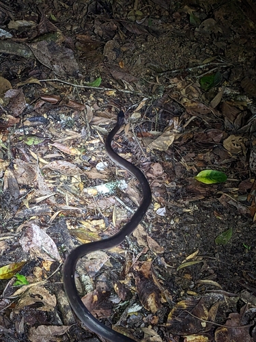 Slaty-grey snake