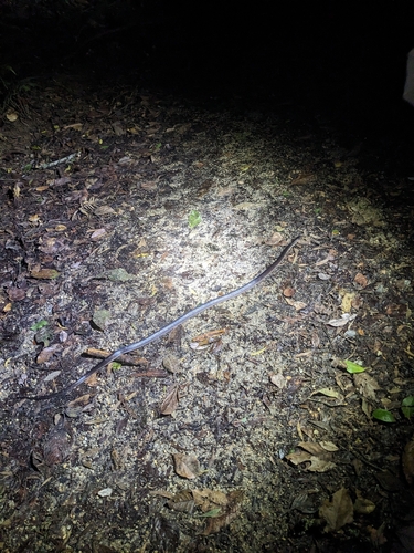 Slaty-grey snake