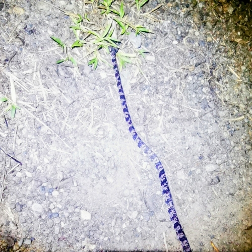Cloudy Snail-eating Snake