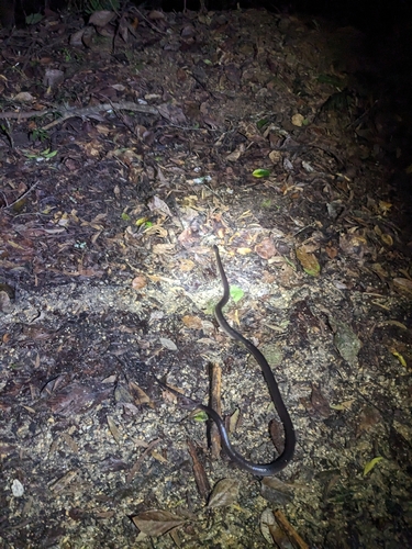 Slaty-grey snake