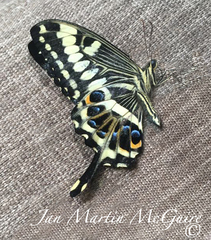 Papilio ophidicephalus