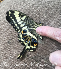 Papilio ophidicephalus