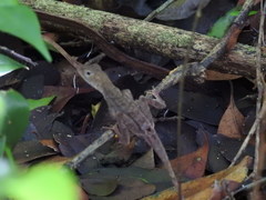 Anolis tropidonotus