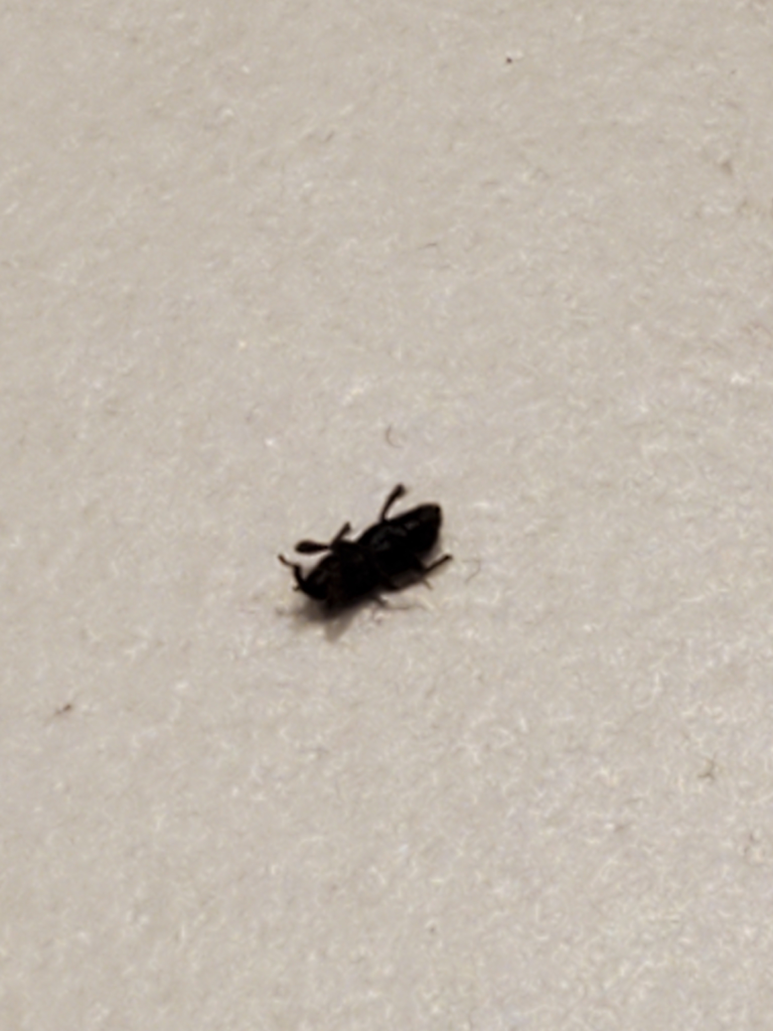 Grain Weevil
