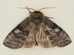Tethea ocularis