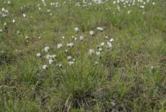 Eriophorum brachyantherum