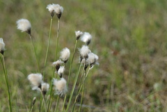 Eriophorum brachyantherum