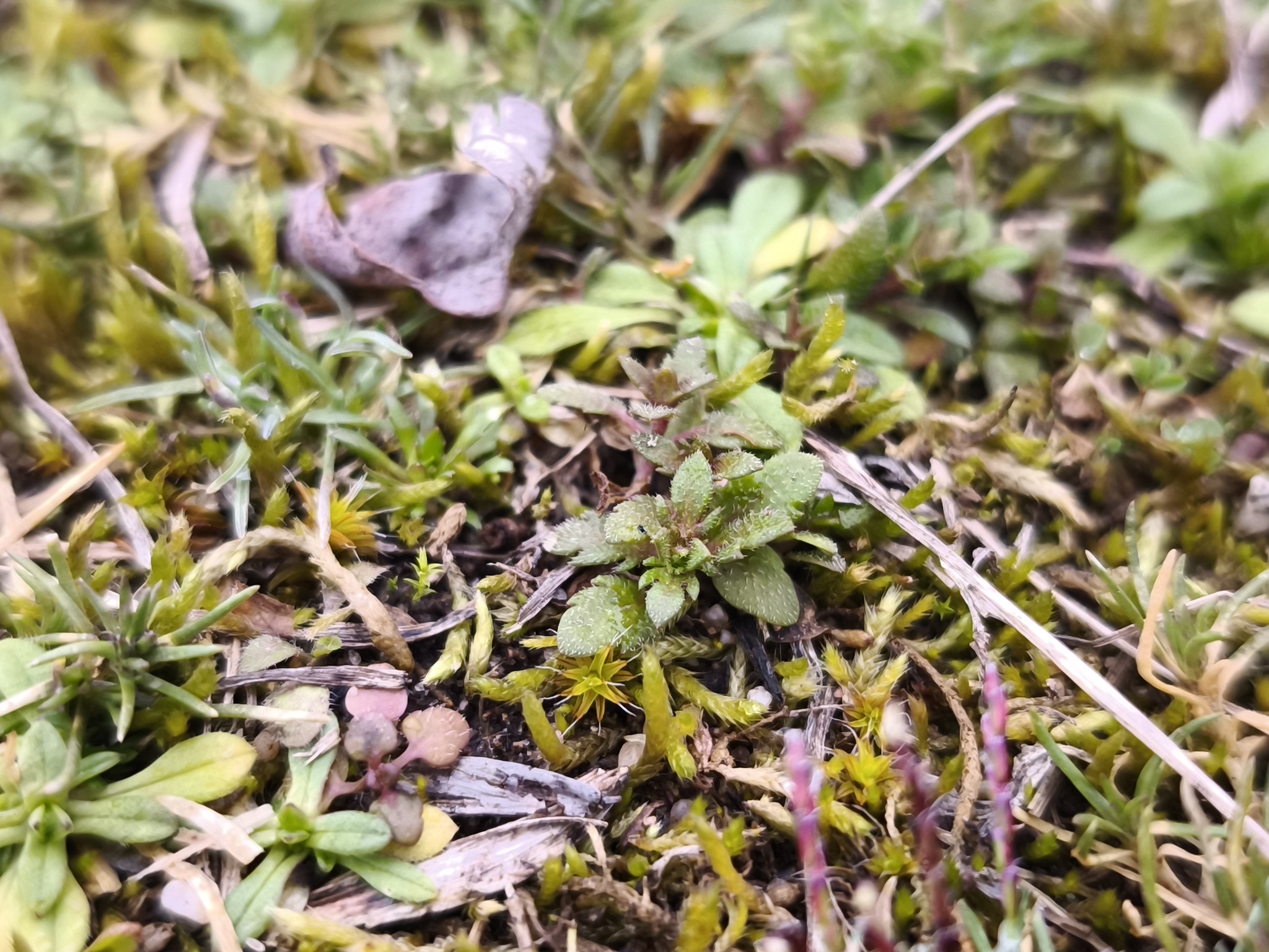 Spring speedwell