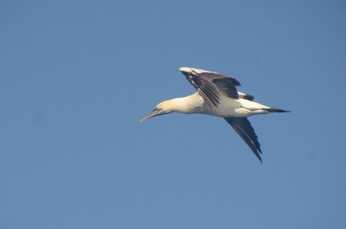 iNaturalist: (c) Daniel Correia, some rights reserved (CC BY-NC), uploaded by Daniel Correia iNaturalist image