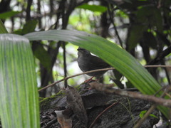 Arremonops chloronotus