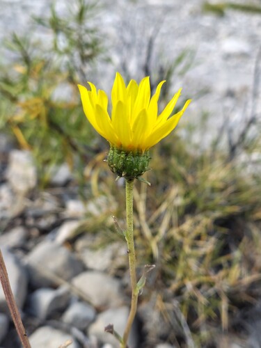 Grindelia chiloensis, photograph 5