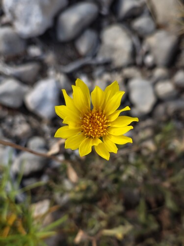 Grindelia chiloensis, photograph 3