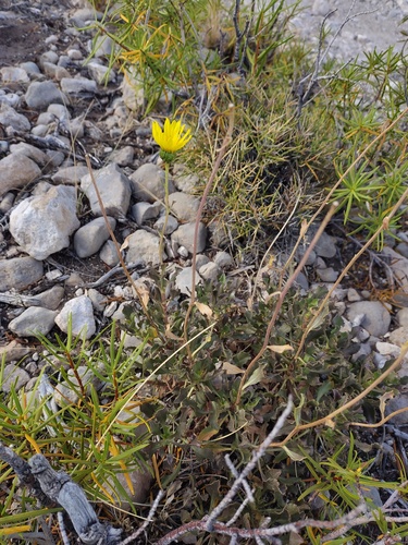 Grindelia chiloensis, photograph 4