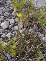 (c) Felipe Horton, some rights reserved (CC BY) Grindelia chiloensis, photograph (c) Felipe Horton, some rights reserved (CC BY)