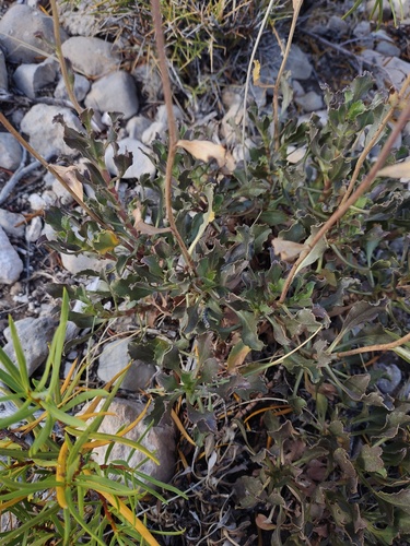 Grindelia chiloensis, photograph 6