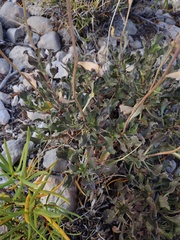 Grindelia chiloensis, photograph (c) Felipe Horton, some rights reserved (CC BY)