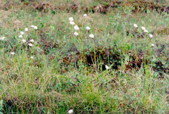 Eriophorum brachyantherum