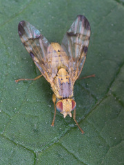 Terellia nigronota