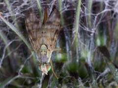 Terellia nigronota