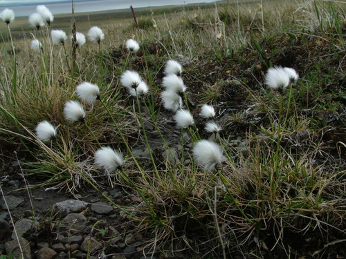 arctic cottongrass (Eriophorum callitrix var. callitrix)