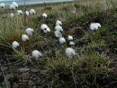 Eriophorum callitrix