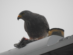 Rupornis magnirostris