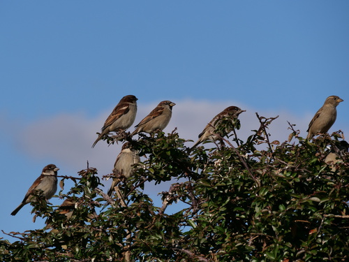 Italian Sparrow (Passer italiae), photo 4