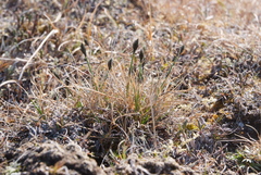 Eriophorum callitrix