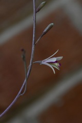 Bletia parkinsonii