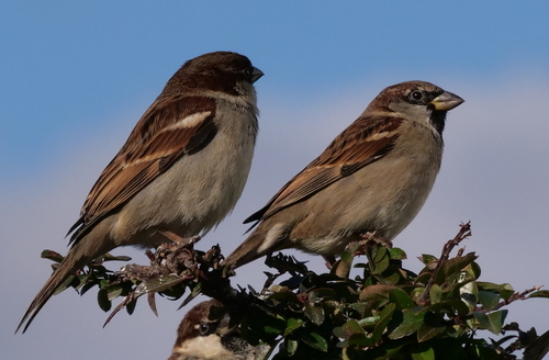 Italian Sparrow (Passer italiae), photo 5