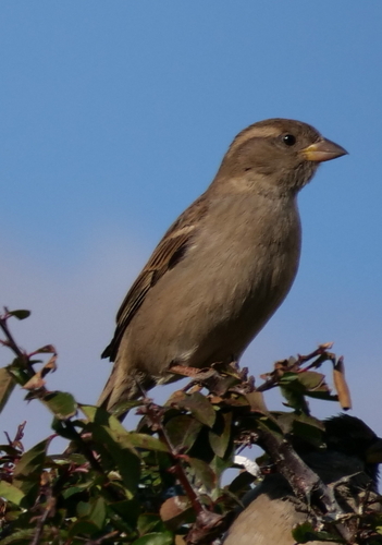 Italian Sparrow (Passer italiae), photo 10