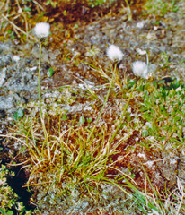 Eriophorum callitrix