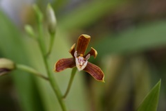 Prosthechea livida
