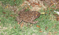 Peltophryne peltocephala