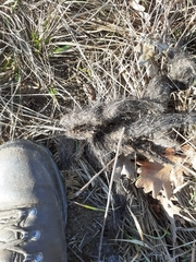 Canis lupus italicus