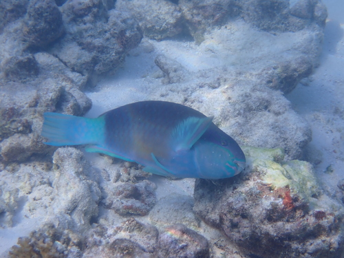 Indian Bullethead Parrotfish — seen at this dive site