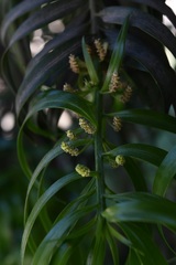 Podocarpus matudae
