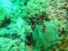 Achaeus japonicus