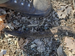 Canis lupus italicus