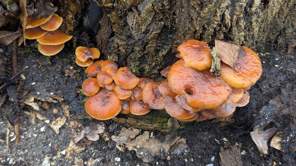 Flammulina velutipes · January 2026 · photo: © rudolphous (iNaturalist, cc-by)