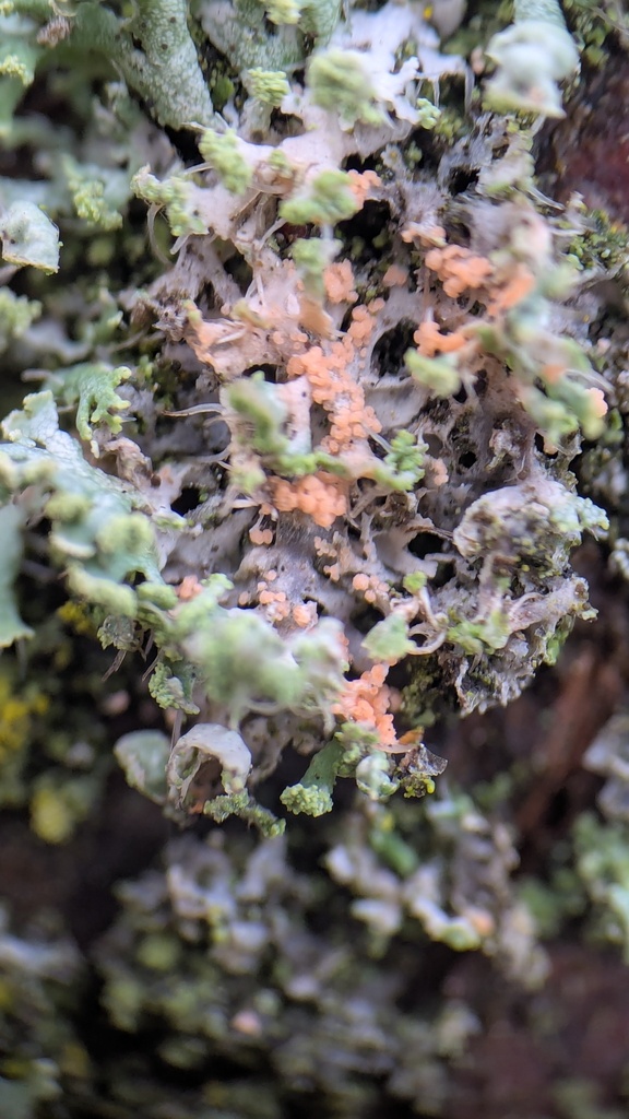 Erythricium aurantiacum · January 2026 · photo: © rudolphous (iNaturalist, cc-by)
