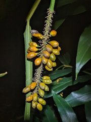 Pleuranthodium racemigerum, photograph (c) Matt B, some rights reserved (CC BY)